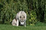 SIBERIAN HUSKY 928